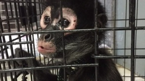 Mono araña es rescatado en la CDMX