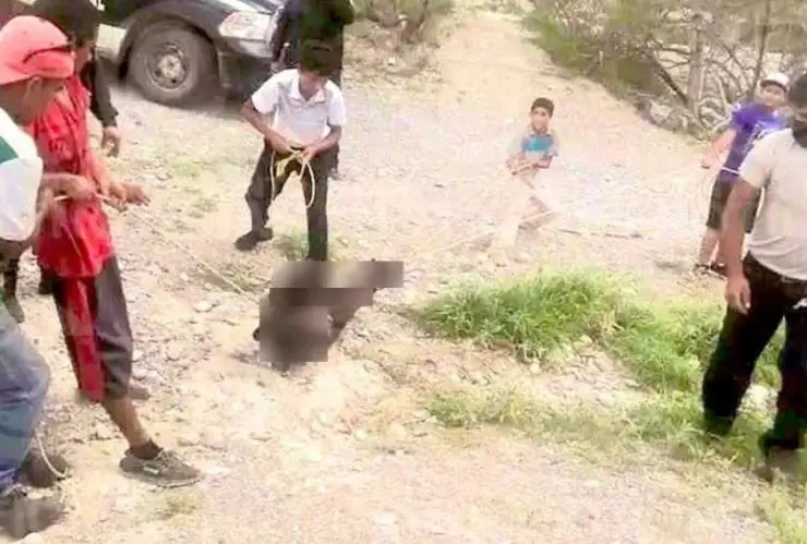 VIDEO - Ahorcan y amagan a un osezno como diversión en Coahuila