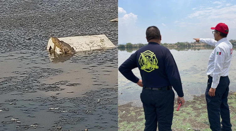 cocodrilo-en-laguna-de-la-piedad-cuautitlán-izcalli-esto-se-sabe