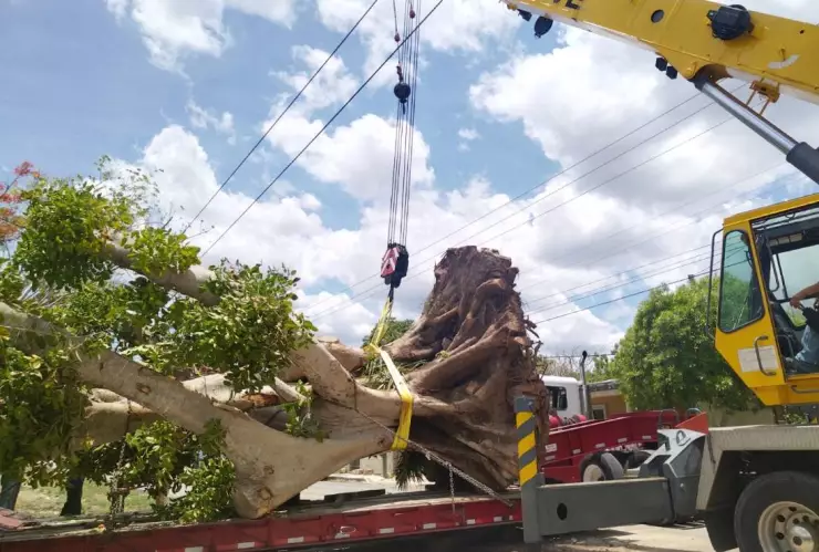 trasplantan arbol 250 años cacalchen