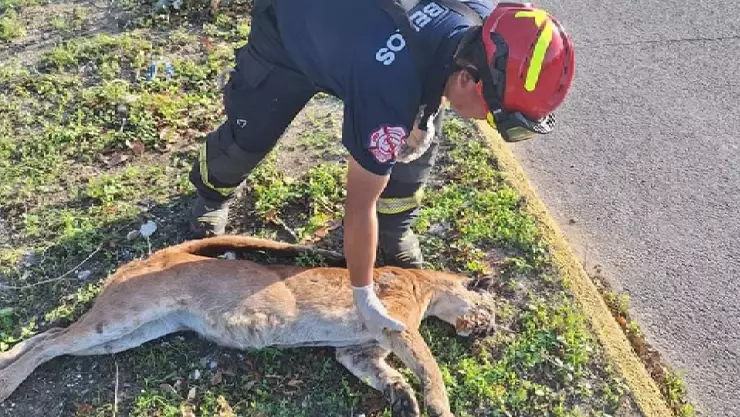 ¡Lamentable! Atropellan a puma en carretera Playa del Carmen- Tulum.jpg