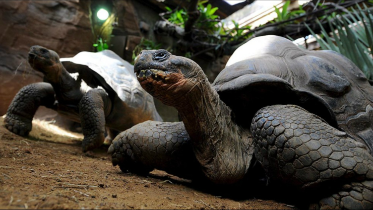 tortuga galapagos
