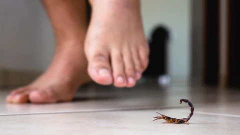 ¿Qué significa soñar con alacranes y que te piquen?