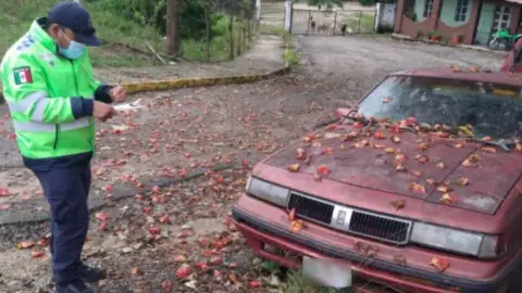 Auto maceta en Veracruz