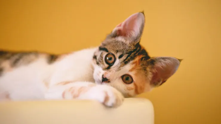 Experto revela la forma correcta de calmar a un gato por la noche