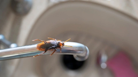 Cucaracha