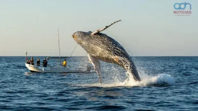  Avistamiento de ballenas en Oaxaca 