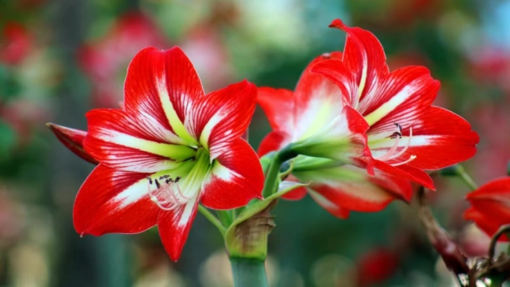 flores para regalar a mamá el día de las madres 2024