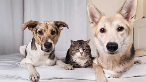 Cuál es la fecha límite para tramitar la CURP de perros y gatos en CDMX.