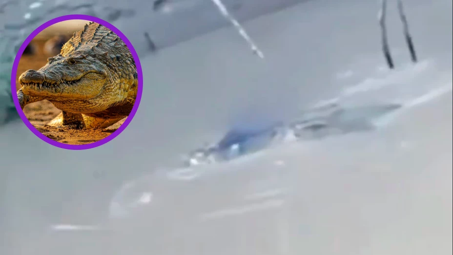 Joven arrastrado y ahogado por cocodrilo gigante