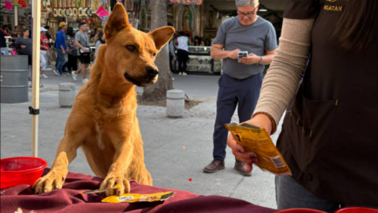 Perritos peregrinos en la Basílica de Guadalupe