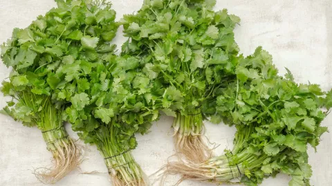 Estos son los beneficios de tomar té de cilantro