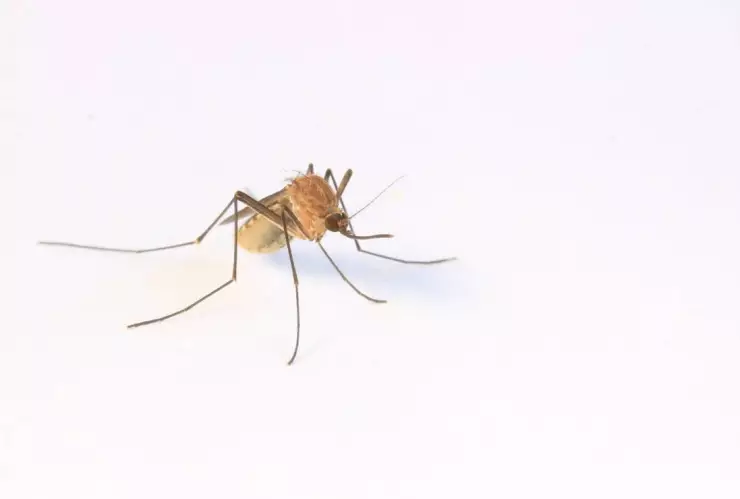 ¡Con razón! Este tipo de sangre atrae más a los mosquitos
