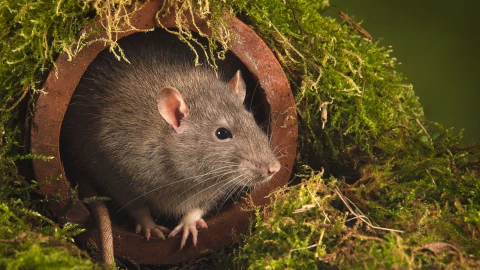 Conocer d&oacute;nde hacen nido las ratas es fundamental para cuidar la salud