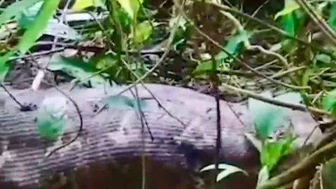 mujer-desaparecida-devorada-por-pitón-gigante-en-indonesia
