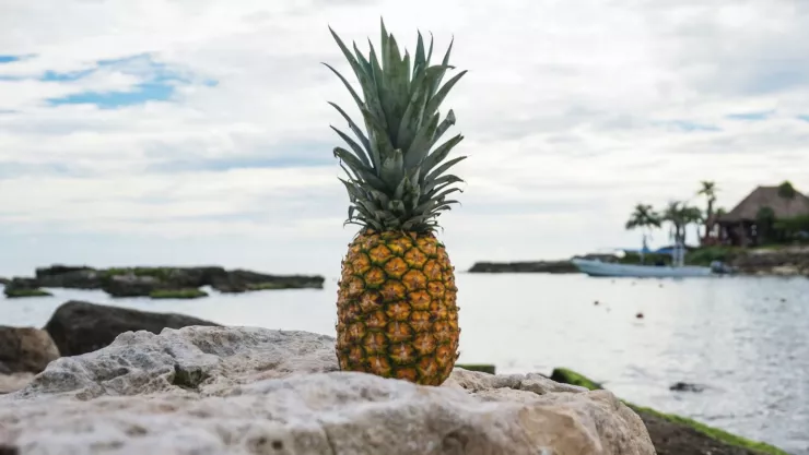 el precio de la piña ha aumentado en querétaro.jpg
