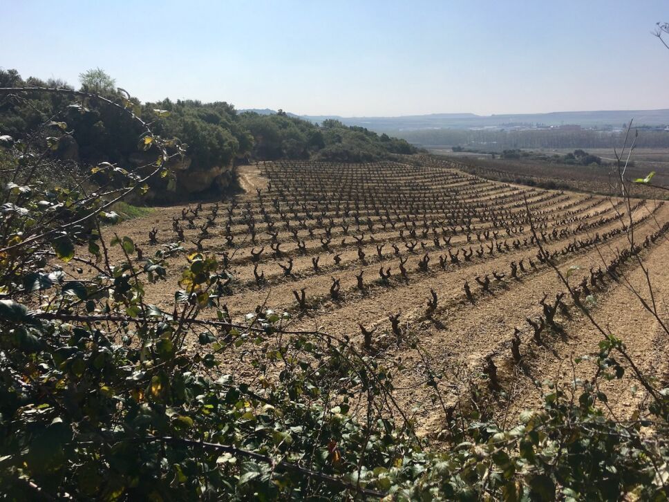 viñedo bodegas familiares matarromera