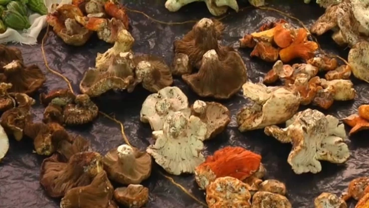 especies hongos cura tradicional hidalgo.jpg