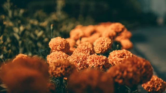 desde cuando celebramos el dia de muertos desde cuando celebramos el dia de muertos