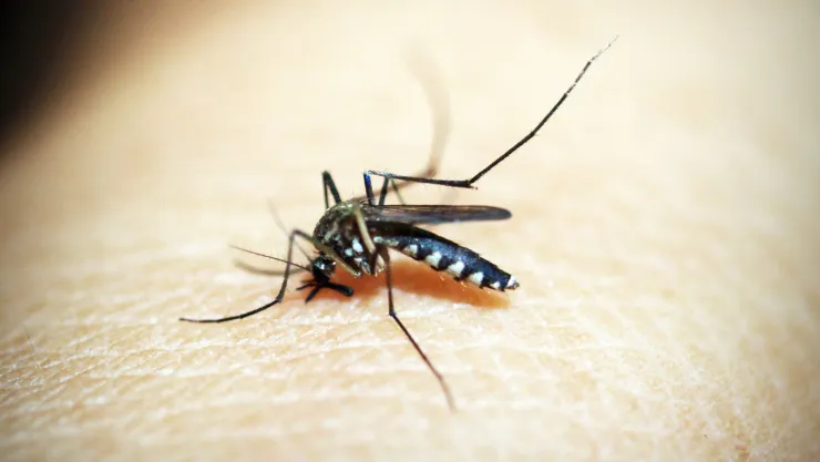 Cómo ahuyentar a los mosquitos con bicarbonato durante la ola de calor