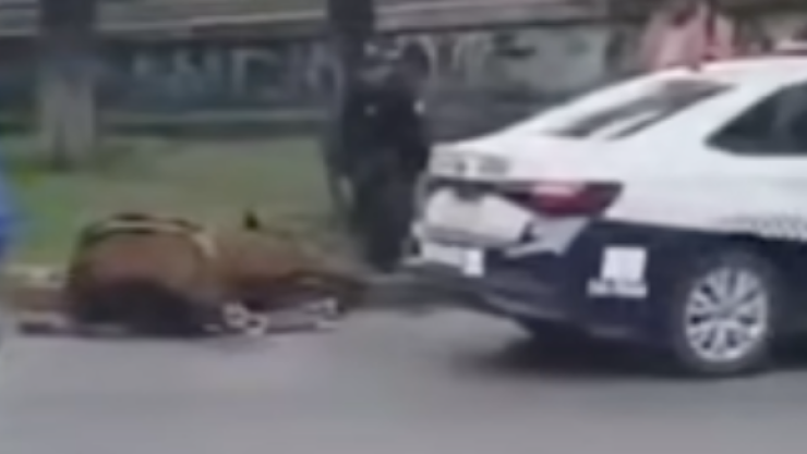 Caballo