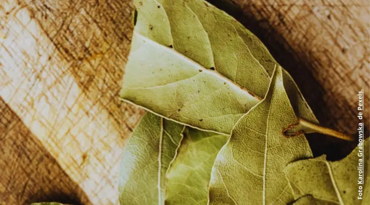 Beneficios de guardar hojas de laurel en tu cartera.