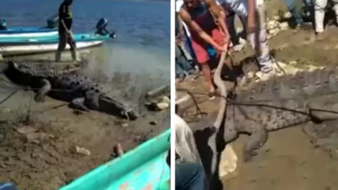 Cocodrilo Chiapa de Corzo pedazo cola (1).jpg