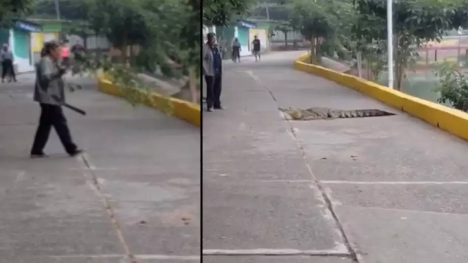 Cocodrilo Isla, Veracruz