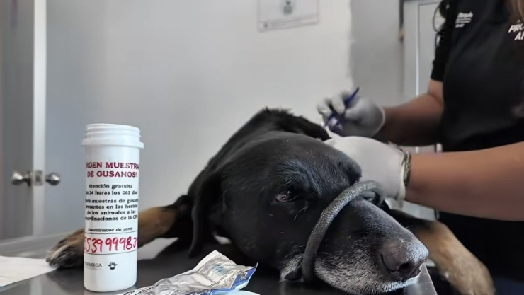 Gusano barrenador.jpeg