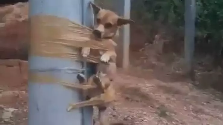 VIDEO_ Hombre encinta a perrito a un poste por hacer sus necesidades en la calle
