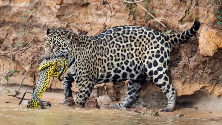 A Jaguar In The Brazilian Pantanal Hunts An Anaconda