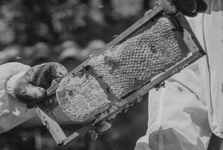 Fuertes lluvias ‘amargan’ dulce producción de miel en Campeche