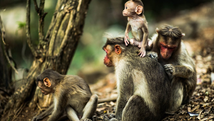Monos grises y blancos sentados cerca del árbol.