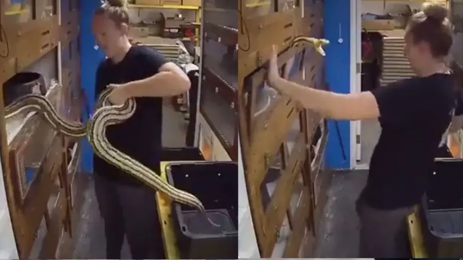 ¡De miedo! Serpiente gigante ataca a su criador para evitar ser guardada (VIDEO)