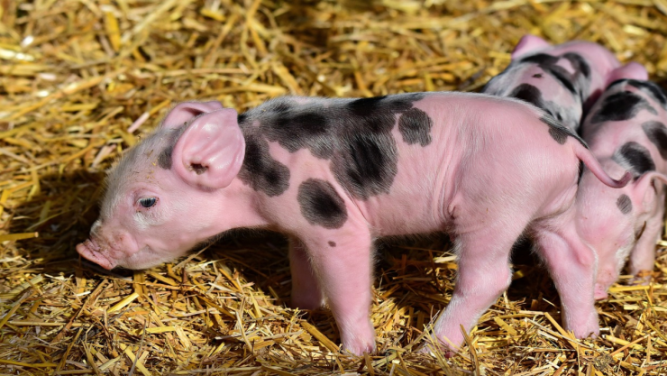 cerdito_1