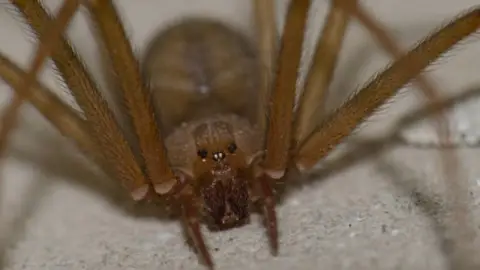 ¿Es Yucatán? Este es el estado que suma MÁS mordeduras de la araña violinista en lo que va de 2025