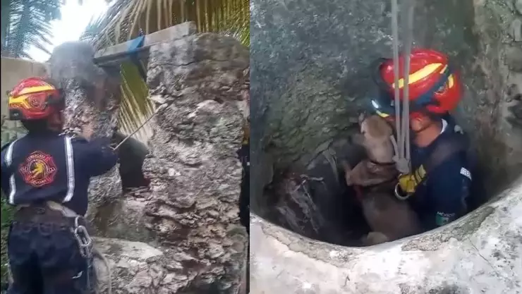 VIDEO_ Bomberos rescatan a _Coco_, perrito que cayó accidentalmente a un pozo en Yucatán