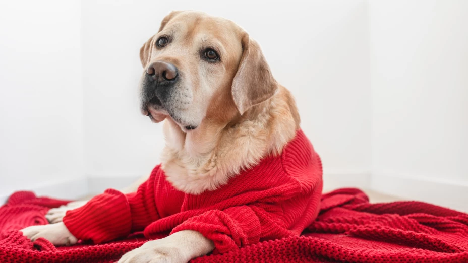 Cómo cuidar a los perros del frío.png