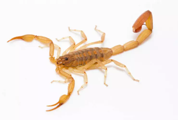 ¿Cómo detectar que no haya alacranes en su casa?