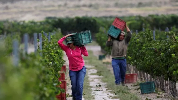 hijos-de-agricultores-mexicanos-ya-no-quieren-trabajar-medium-1160x700.jpg