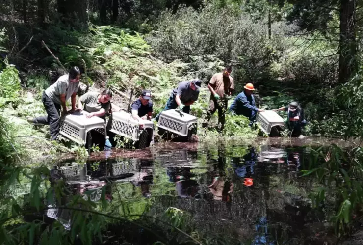 As&iacute; soltaron a una familia de castores en California