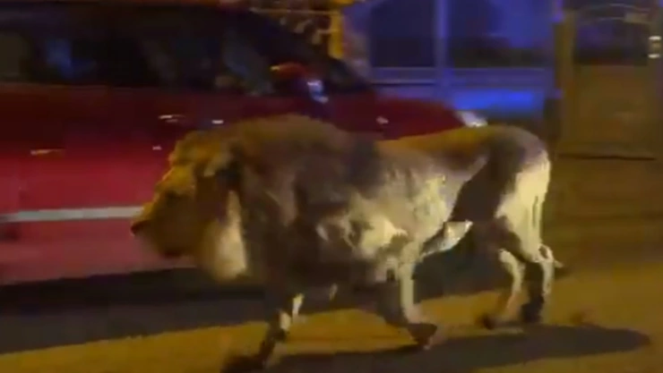 león escapa circo roma italia