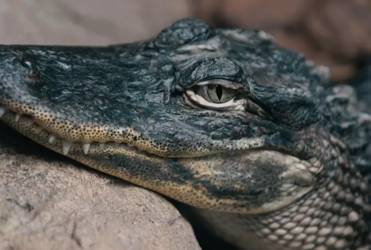VIDEO | Detienen a joven por llevar un cocodrilo en la calle en el municipio de Tonalá