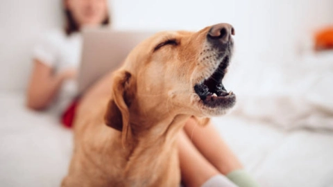 Buscan-sancionar-a-dueños-de-perros-que-ladren-en-exceso-en-Monterrey