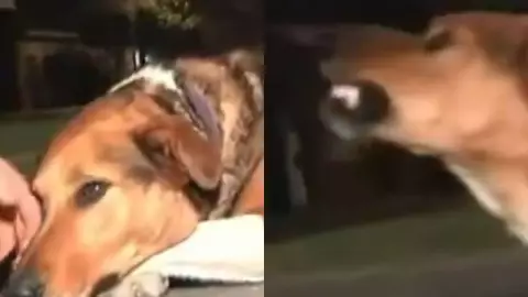 Periodista es mordido por perro callejero