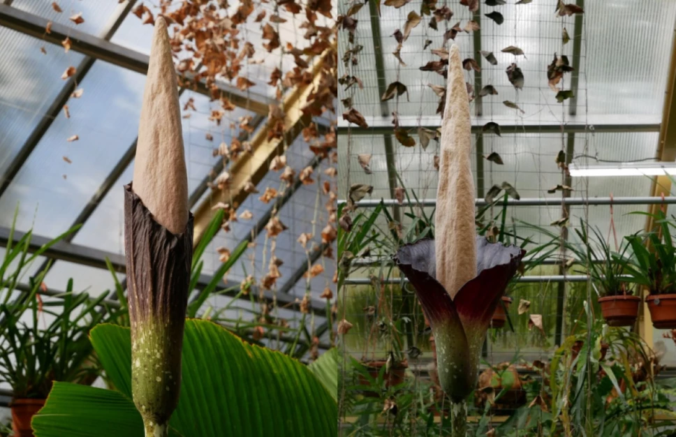 Planta pene.png