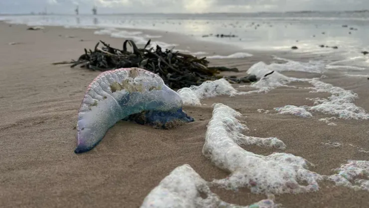 Invasión de medusas venenosas pone en alerta.jpg