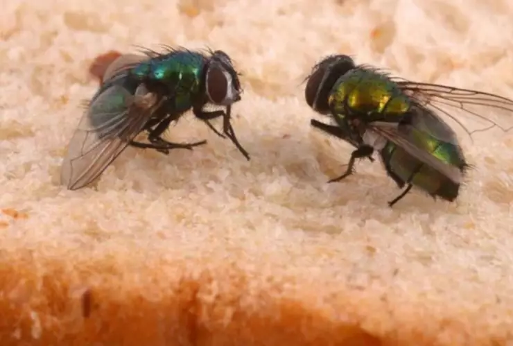 Autoridades sanitarias de México activan VIGILANCIA para evitar casos del Gusano Barrenador.