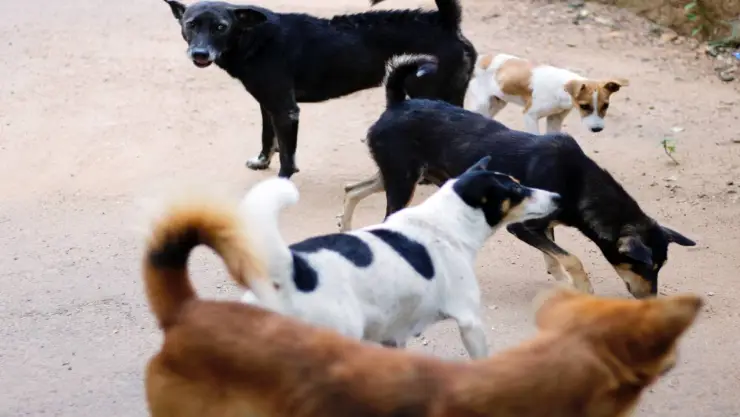 Perros callejeros