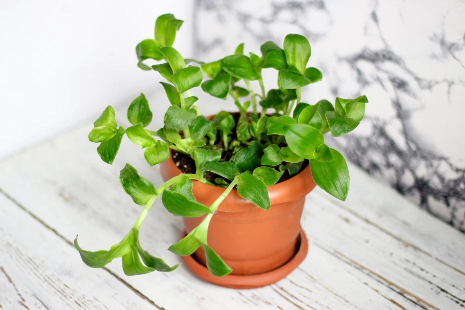 plantas que atraen dinero